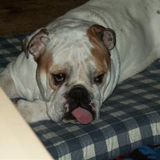Engelsk bulldog Lullu