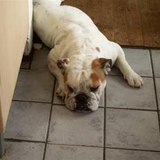 Engelsk bulldog Lullu