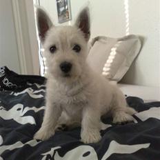West highland white terrier Matchmaker (Felix)