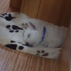 West highland white terrier Matchmaker (Felix)