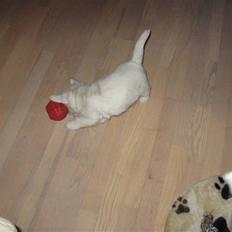 West highland white terrier Matchmaker (Felix)