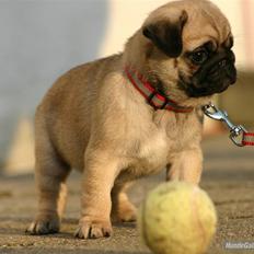 Mops Must Have Angelina Jolie