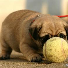 Mops Must Have Angelina Jolie