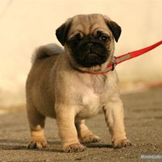 Mops Must Have Angelina Jolie