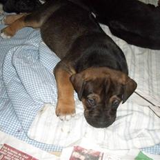 Blanding af racer Luna