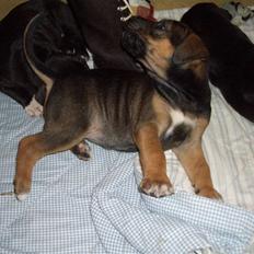 Blanding af racer Luna