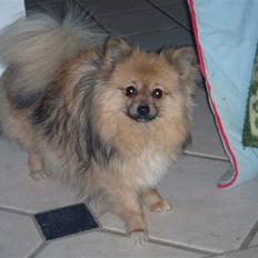 Pomeranian Lulo von Red Bull