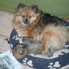 Pomeranian Lulo von Red Bull