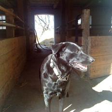 Blanding af racer Gabby