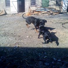 Blanding af racer Gabby