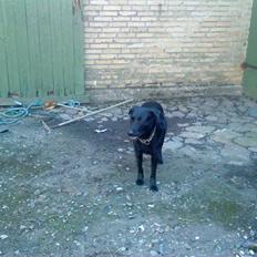 Blanding af racer Gabby