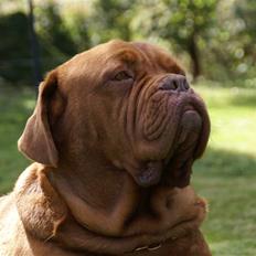 Dogue de bordeaux Osama De Tatouage  