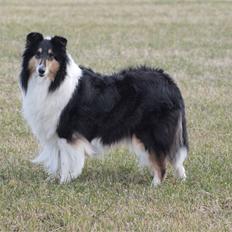 Collie langhåret Toffé