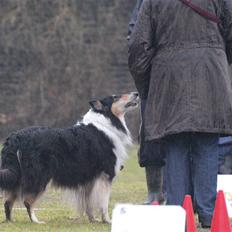 Collie langhåret Toffé