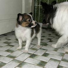 Papillon <3 FELIX <3