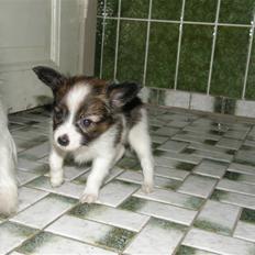 Papillon <3 FELIX <3