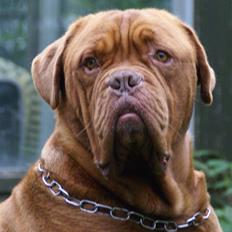 Dogue de bordeaux Osama De Tatouage  