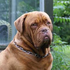 Dogue de bordeaux Osama De Tatouage  