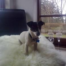 Jack russell terrier Buggi