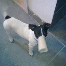 Jack russell terrier Buggi