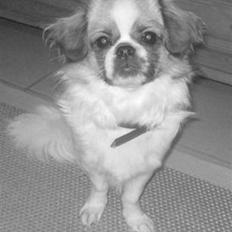 Tibetansk spaniel Malou