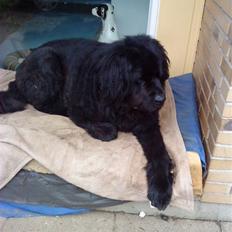 Newfoundlænder Buller (RIP):