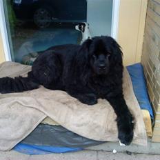 Newfoundlænder Buller (RIP):