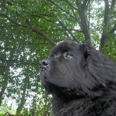 Newfoundlænder Buller (RIP):