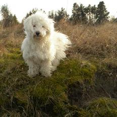 Blanding af racer Nova