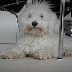 Blanding af racer Nova