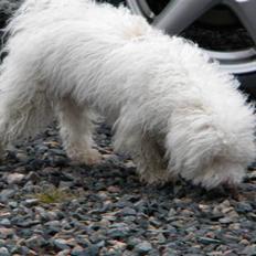 Blanding af racer Nova