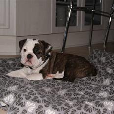 Olde english bulldogge Tago