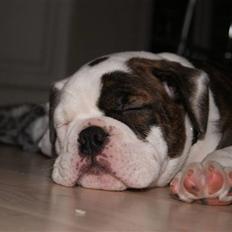 Olde english bulldogge Tago