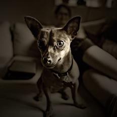 Blanding af racer Muggi