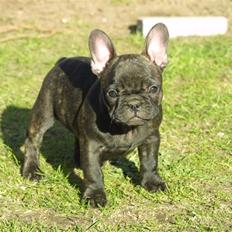 Fransk bulldog Anabell