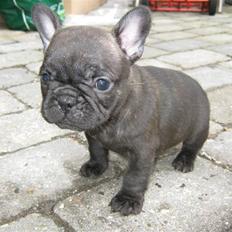 Fransk bulldog Anabell