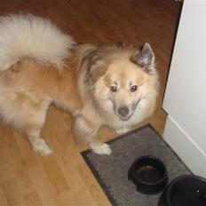 Islandsk fårehund Loki