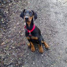 Dobermann GOF Excellent Evita