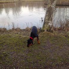 Dobermann GOF Excellent Evita