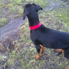 Dobermann GOF Excellent Evita