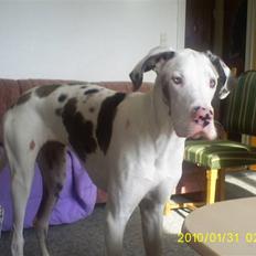 Grand danois Diamond