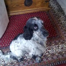 Cocker spaniel Max