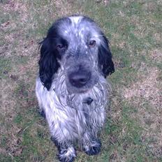 Cocker spaniel Max