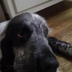 Cocker spaniel Max