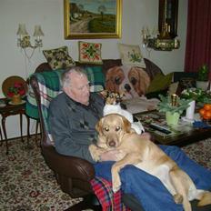 Labrador retriever Alli