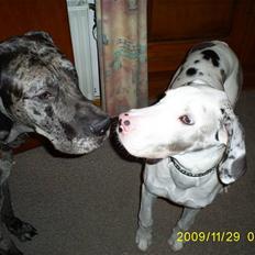 Grand danois Diamond