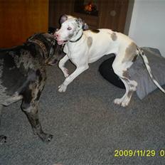 Grand danois Diamond