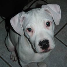 Amerikansk bulldog chano