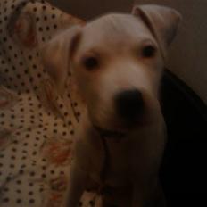 Amerikansk bulldog chano