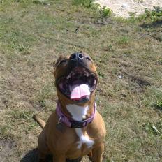 Amerikansk staffordshire terrier Mille